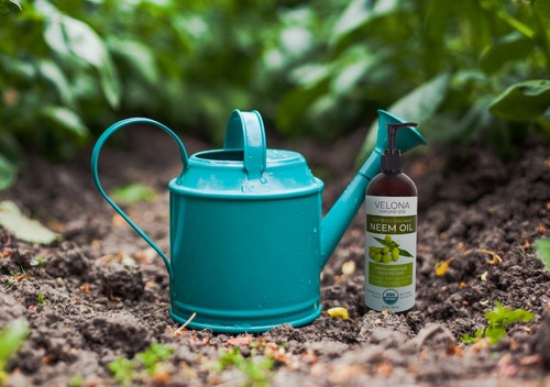 Olio di Neem Velona Certificato USDA Biologico - 1 Gallone Vergine Non Raffinato Pressato a Freddo - Foto 4 di 7