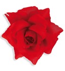 Bild 11 von 13