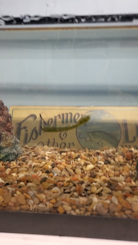 3.5 IN Paddle Tail (MARDI GRAS)-drop shot/Finesse Worms/HEAVY GARLIC 30 COUNT - Video 1 of 1