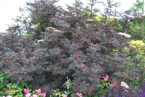Black Lace Elderberry x 1 Plant " Sambucus nigra " --- Edible Berries - Picture 3 of 6