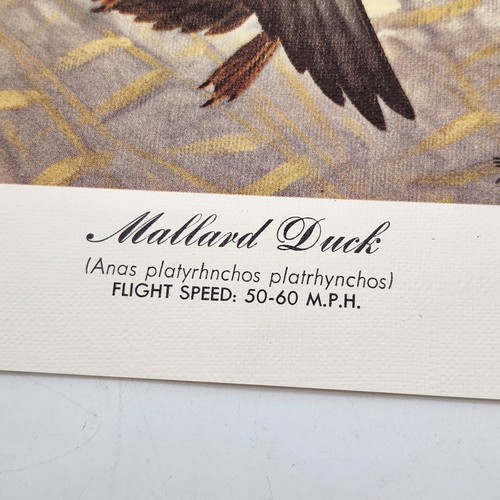 Vintage Duck Print Mallards Artist Les C Kouba Up-north Experience 8" x 10" - Picture 2 of 4
