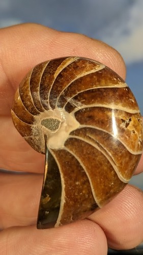 Nautilus Fossil Madagascar Cretaceous. Whole Fossil Superb 37 x 28 x 22mm - Afbeelding 4 van 6