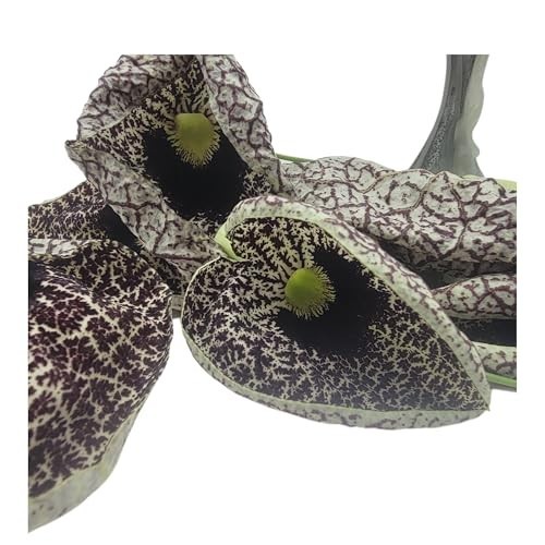 1 Pk Jamaican Duck Flower Tea – Whole Blossom Dried Herb – Handpicked Herbal Tea