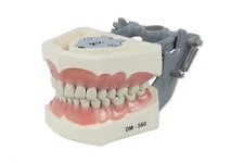 DENTAL TYPODONT MODEL 560 TEACHING MODEL WITH REMOVABLE IVORINE TEETH
