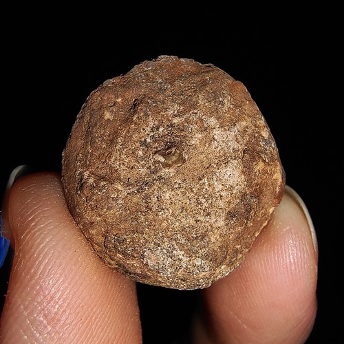 ¡¡INCREÍBLES AMONITAS!! CÁLIZ CRINOIDE, FÓSIL DE LIRIOS DE MAR EQUINODERMO DE TIMOR, 19 MM - Imagen 6 de 6