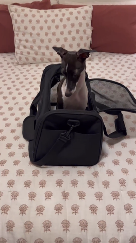 Pet Carrier Soft Sided Large Cat & Dog Travel Bag Comfort Case Airline Approved - Video 1 of 1