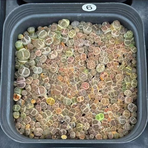 Random Wholepot 10cm Lithops julii Garden Decor Sale - Picture 2 of 5