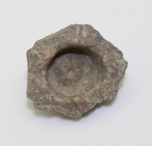 Crinoide, Abrotocrinus sp., carbonio, acqua piangente, Nebraska, USA -eb8888 - Foto 3 di 5