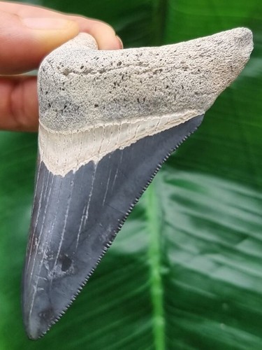 8,8 cm blauer dolchförmiger Zahn des Megalodon aus dem Bone Valley - Hai Fossil - Bild 3 von 6