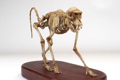 Papio Gorilla Skeleton Model Statue 3D printing Animal Model Display - Picture 5 of 8