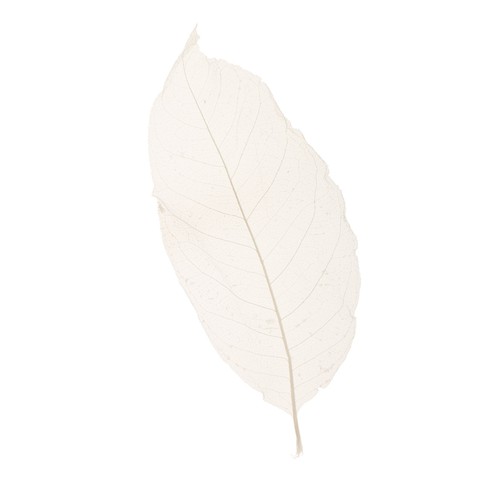 Candles Packages Scrapbooking Cards Decor Natural Leaves Magnolia Leaf - Picture 3 of 12