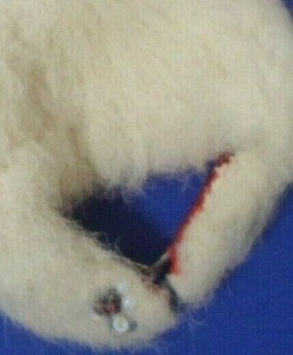 1 WHITE FAUX FUR WRAP STOLE 1950'S CLONE DOLL CLOTHES 10" 14" FAUX FUR HEADBAND - Picture 3 of 3