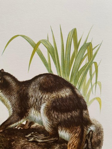 Water opossum animal print. antique and vintage zoology and biology lithograph. - Picture 4 of 5