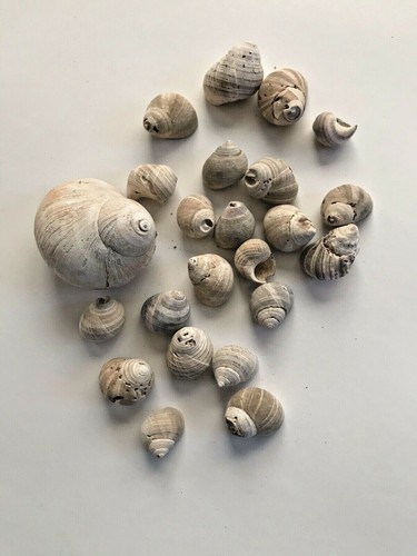 Lot of 23 Shells Assorted Sizes Colors Shapes Collectible Craft Beach Decor - Picture 1 of 2