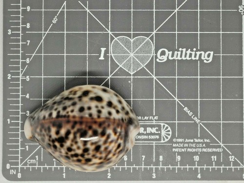 Sea Shell Seashell Cypraea Tigris Schilderiana 63mm BB13-314 - Picture 7 of 7