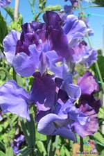 50 North Shore Sweet Pea Seeds for Garden Planting - USA - FREE SHIPPING 