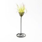 3 Pcs Tabletop Plant Stand Metal Tillandsia Air Holder Iron Wrought Flower