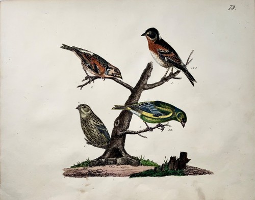1819 Linnets, Finken, Ornithologie, Strack, Kreide Lithographie, Hand Farbe - Picture 2 of 2