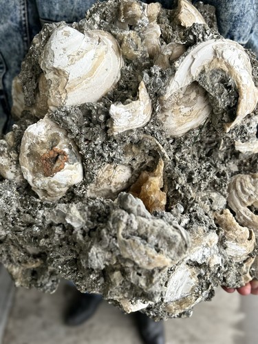 !!Museum Size!! Rucks Pit Florida Huge Specimen With Matrix! Fluorescent! - Picture 2 of 18