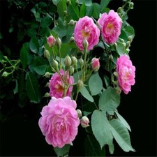 20 SEEDS for Fuchsia Pink RARE CLIMBER climbing Rose flower exotic USA Seller