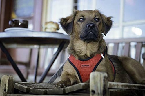 Voyager Step-In Air Dog Harness - All Weather Mesh  Assorted Sizes , Colors  - Picture 38 of 64