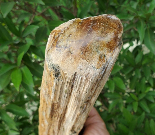 BELLISSIMO TRONCO NATURALE 16" LEGNO GREZZO PIETRIFICATO - Foto 5 di 10