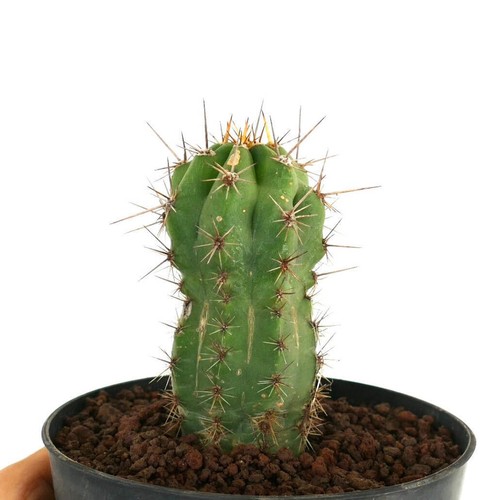 Cereus specie NORTH-EAST of ZACATECAS (Mexico) -