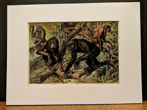 1880 Henry J Johnson Chimpanzee Gorilla Plate I Quadrumana Art Print Matted - Picture 1 of 6
