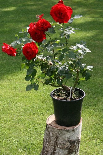 Rote Kletterrose 'Santana' ®  Rose im  5-Liter Container für Rosenbogen - Bild 3 von 5