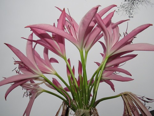 Crinum Lily, Captivating, small-size bulb, NEW, stunning, extremely RARE - Picture 8 of 12