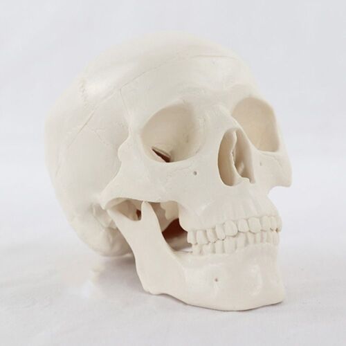 Schädelkappe Schädelmodell abnehmbar anatomischer Kopf Schädel Lehrzubehör - Bild 10 von 12