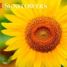 Sunflowers | 2026 12x24" (Hanging) Monthly Square Wall Calendar | Plastic-Free