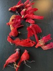 11 Red Cardinals for Holiday Decorating Cottage-Core