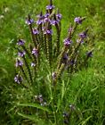 50 Seeds Organic Herb Blue Holy Vervain Perennial Native Wildflower Bees