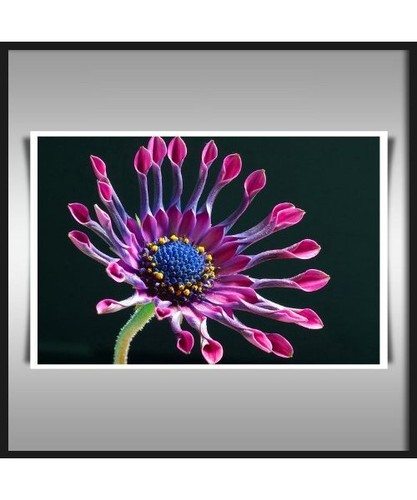 DAISY PURPLE KUNSTDRUCK AUF 280GSM K†NSTLER QUALIT€T A1 SATINIERTEM PAPIER 9