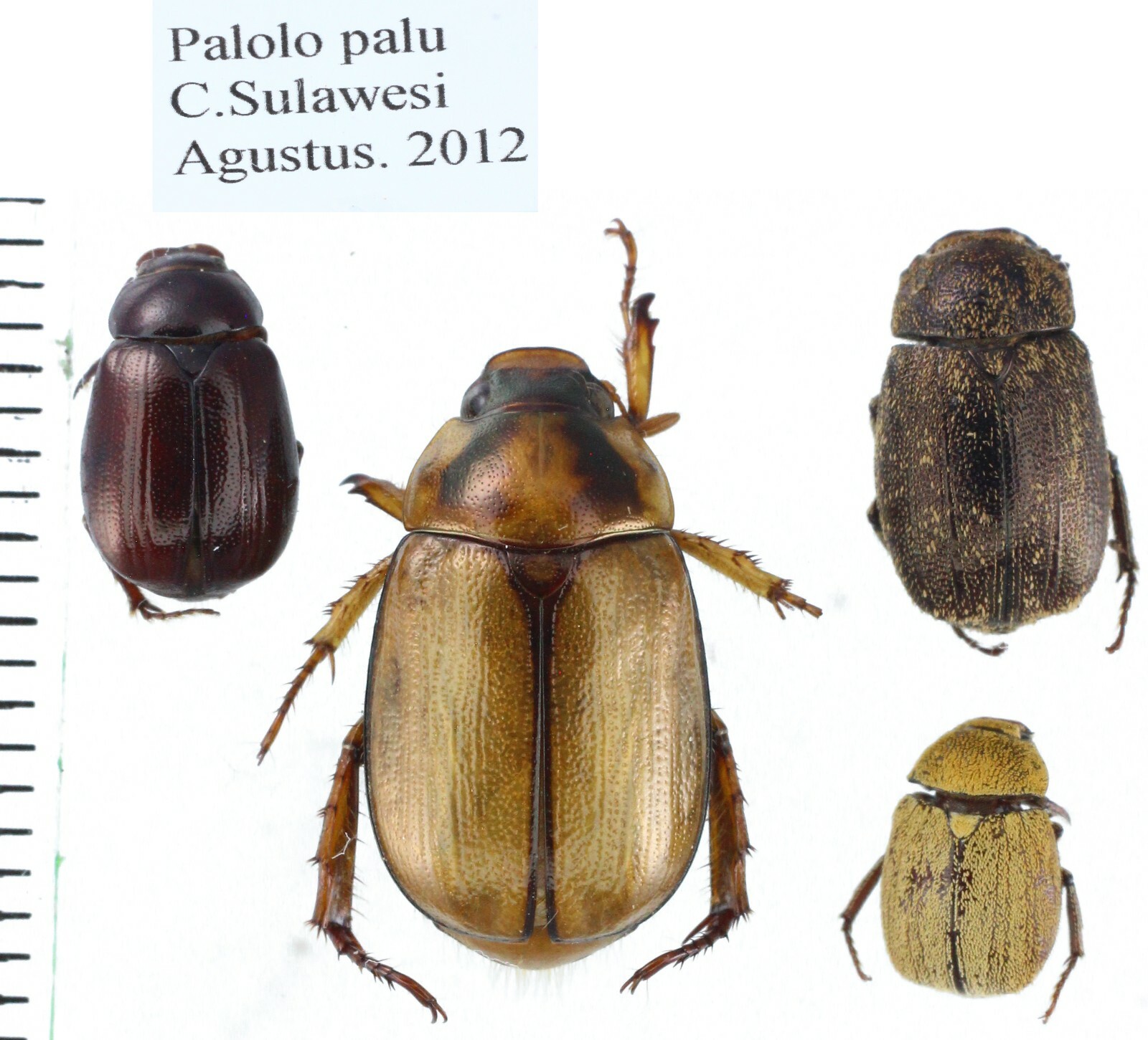 Rutelinae different sp. from different Islands of Indonesia MIX Part 1 - Picture 4 of 28