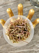 String Of Needles Propagation Cup