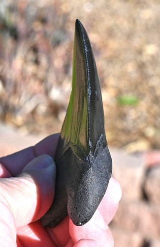 Giant Fossil Megalodon tooth 3.88 inches, A+ Grade, Beaufort County, SC, U.S.A - Picture 9 of 12
