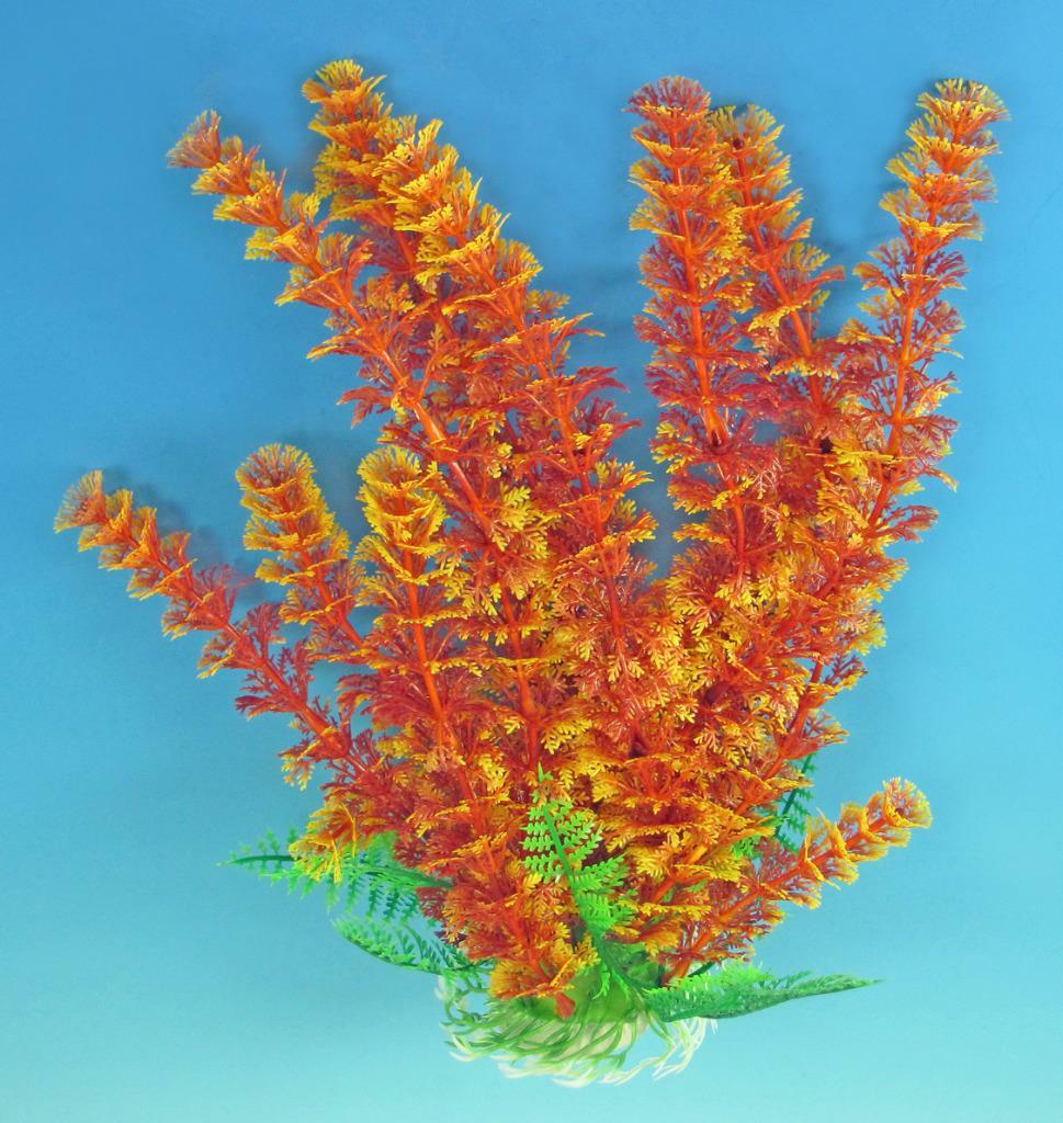Planta de fondo recomendada Cabomba 9 in de alto para acuario roja/naranja