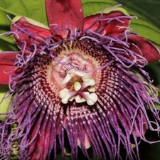 Passiflora quadrangularis, granadilla gigante, badea, frutto della passione - 10 semi