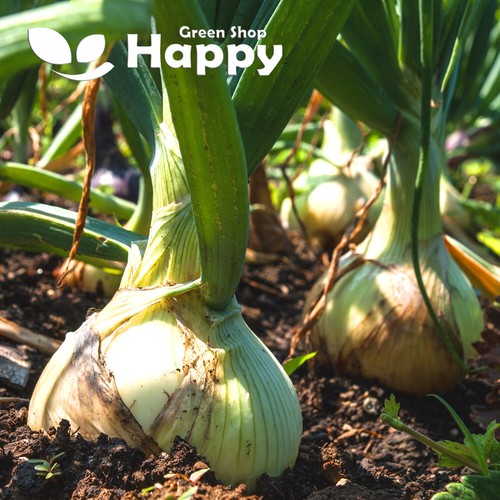 VEGETABLE ONION SEEDS SPANISH SUN - 300 seeds - Allium cepa - BROWN YELLOW - Picture 2 of 2