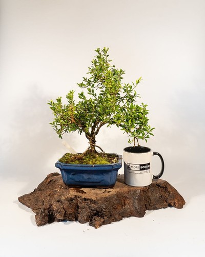 Shohin Japanese Holly Bonsai Tree | Ilex crenata – Informal Upright in Pot - Picture 4 of 6