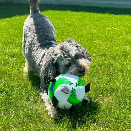 Dog Soccer Ball with E-Z Tabs - Interactive Fetch and Tug Dog Toy with Heavy ... - Picture 6 of 7