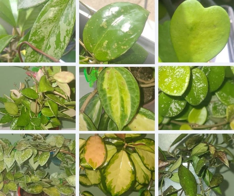 Mystery Hoya Cutting Box Includes 8 Varieties Of At Least One Node And One Leaf