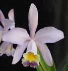 Orchids Laelia Cattleya Mrs. Herbert Greaves coerulea—Select!