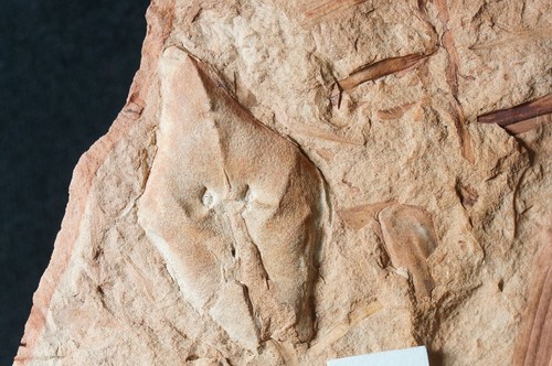 Carboniferous fossil plant - big 3D unknown Lepidodendron species leaf cushion - Bild 6 von 10