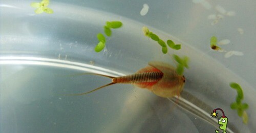 Triops Longicaudatus Tadpole Shirmp Triassic Dinosaur Siam Living Fossil 50 Eggs - Picture 9 of 12