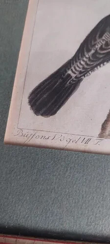 Old engraving of birds Engraving 1629 Buffon Dohle Neuquina - Picture 4 of 5
