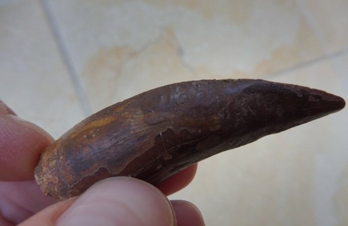 Diente Carcharodontosaurus 5,6 cm (2,23 pulgadas) dinosaurio / rapata del período Cretácico - Imagen 5 de 8