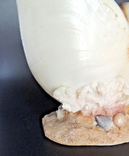 Nautilus Shell Sculpture Planter Soap Holder Coral and Seashells Vintage Ocean - Picture 9 of 12